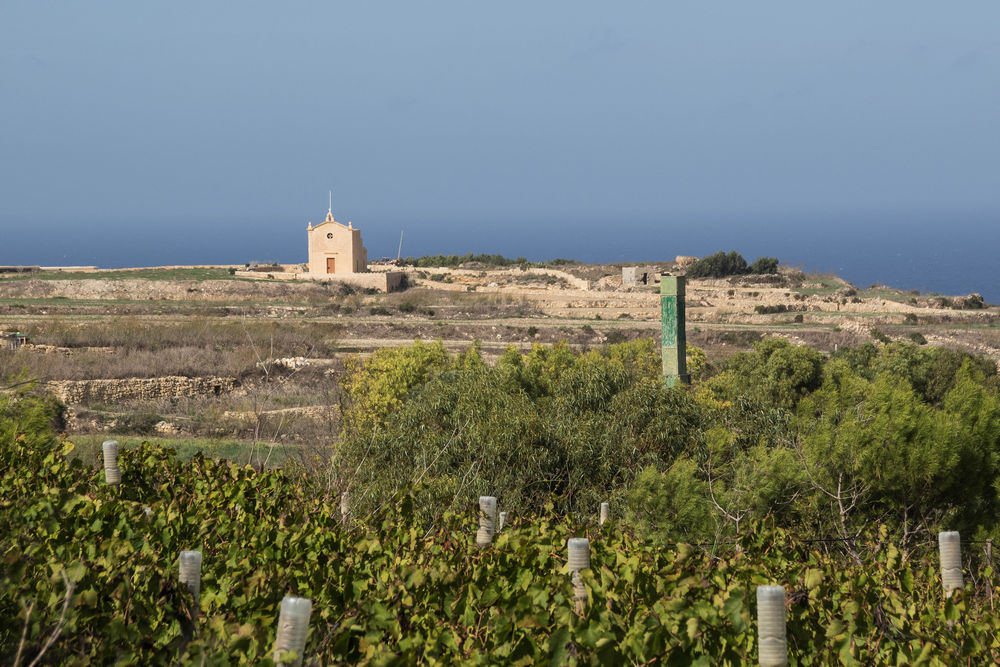 Wine of Malta