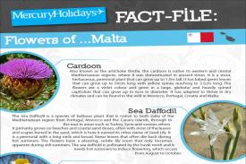 The flowers of Malta