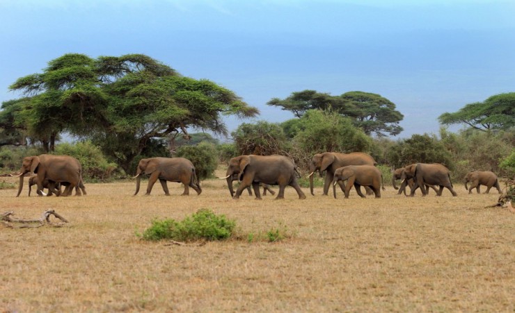 "Elephant Herd Amboseli"