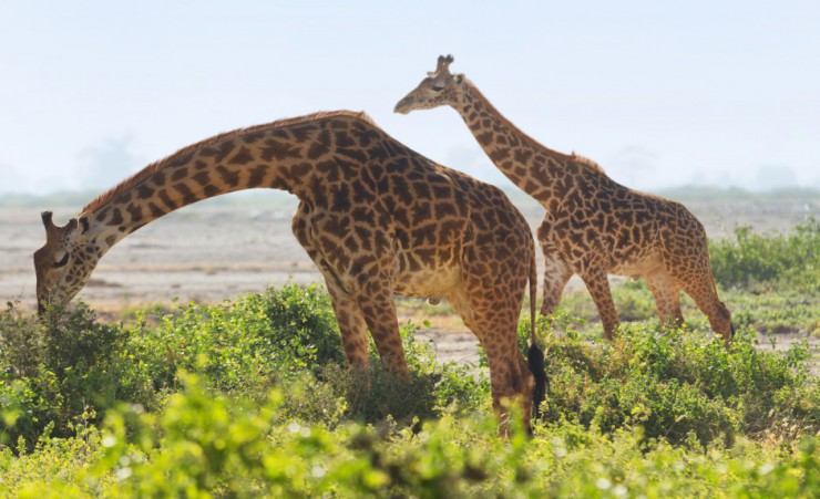 "Giraffes In Amboseli"