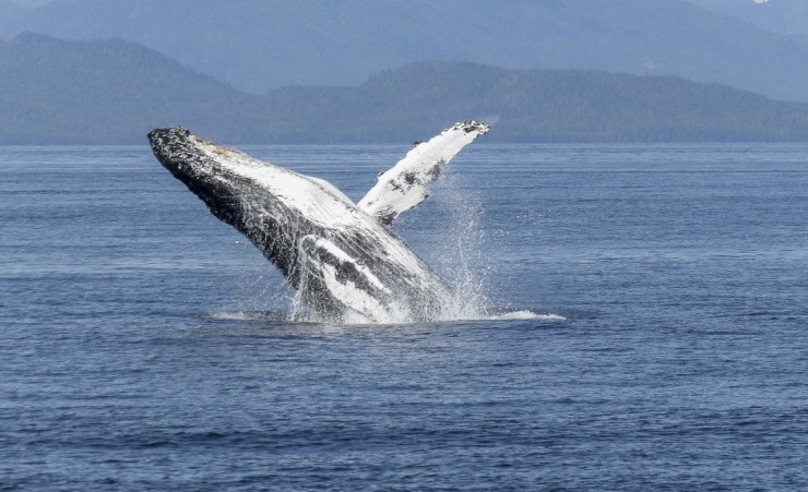 "Breaching Humpback Whale"
