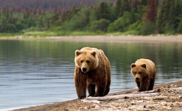 "Grizzly Bears Glacier National Park"