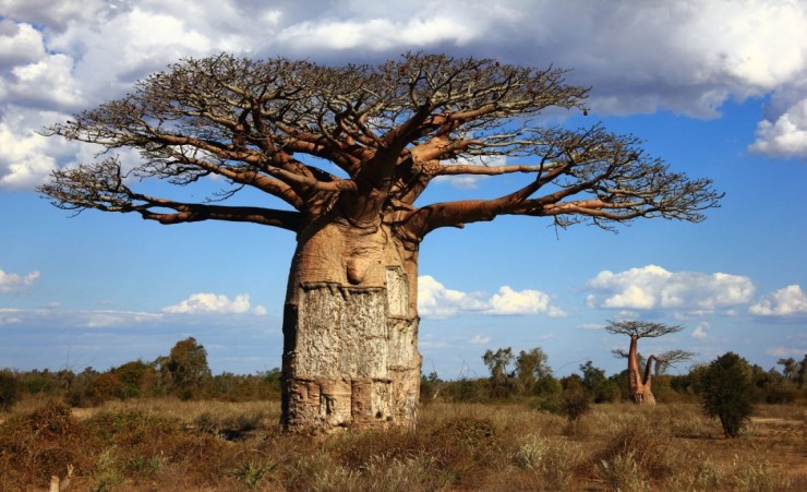 "Baobab Tree In Ambilo"