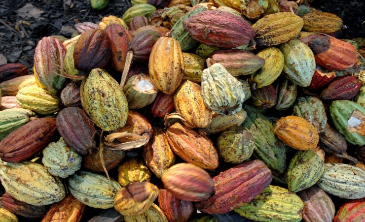 "Cocoa Harvest On The Millot Plantation"