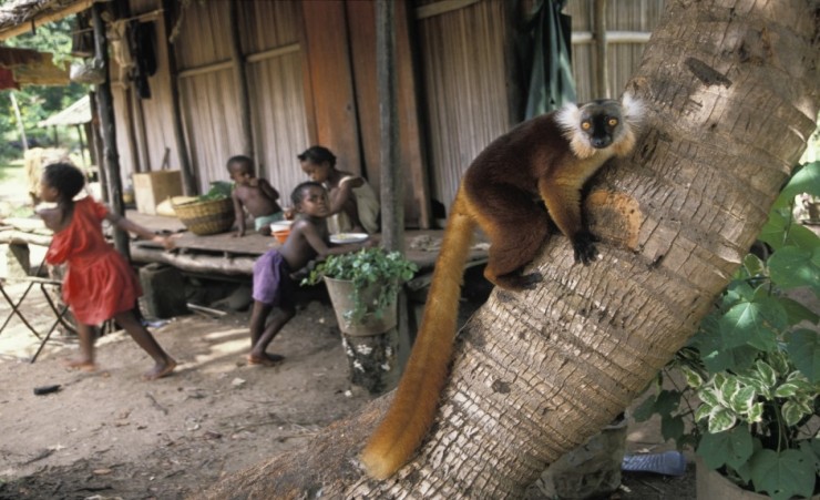 "Villagers In Nosy Komba Lemur Park"