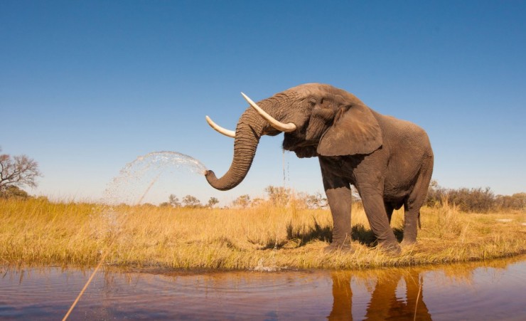 "Elephant Drinking From The Chobe River"