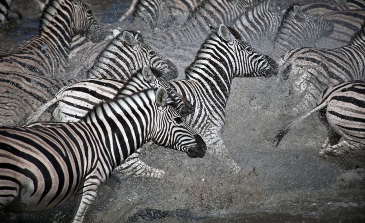 "Zebra In Chobe National Park"