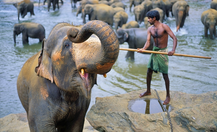 "Pinnawala Elephant"