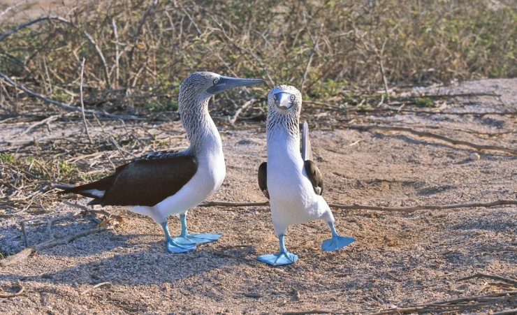"Blue Footed Boobies"