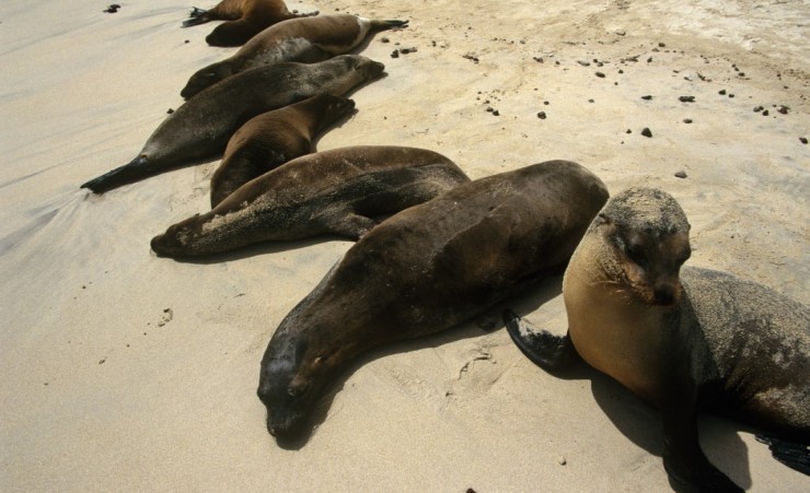 "Galapagos Fur Seal"