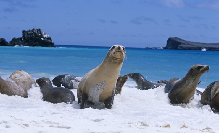 "Sea Lions on the beaches of Espanola Island"