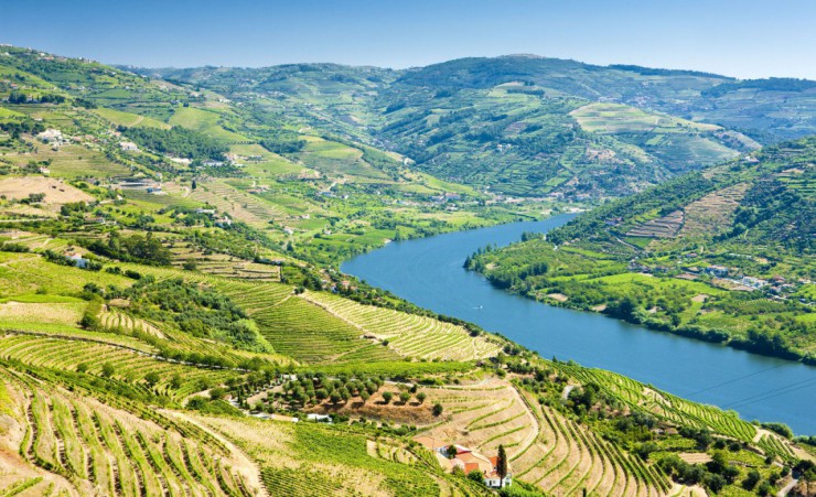 "Vineyards In The Douro Valley"