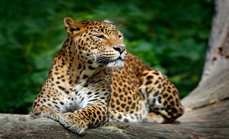 "Leopard   Yala National Park"