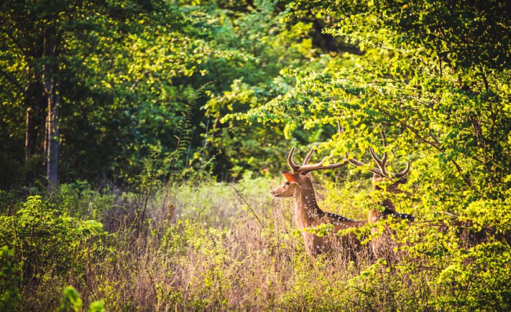 "Udawalawe National Park   Deer"