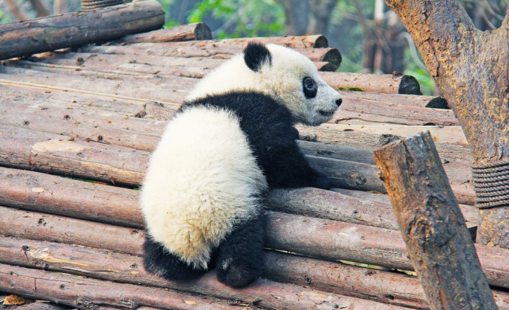 "Panda Cub"