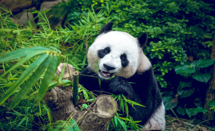 "Panda Eating Bamboo"