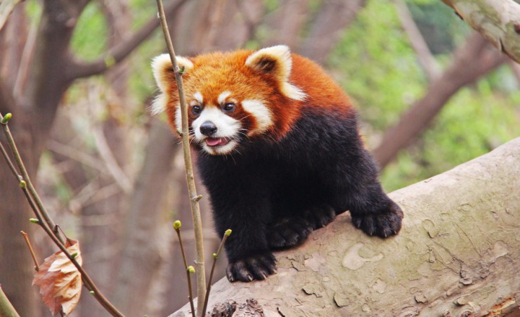 "Red Panda"
