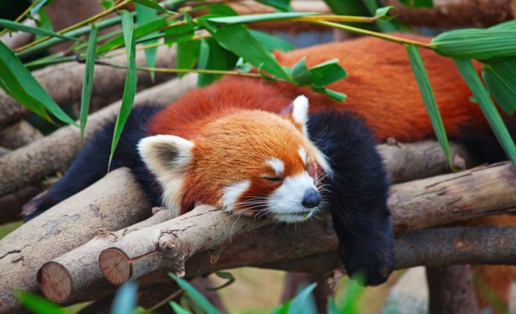 "Sleeping Red Panda"
