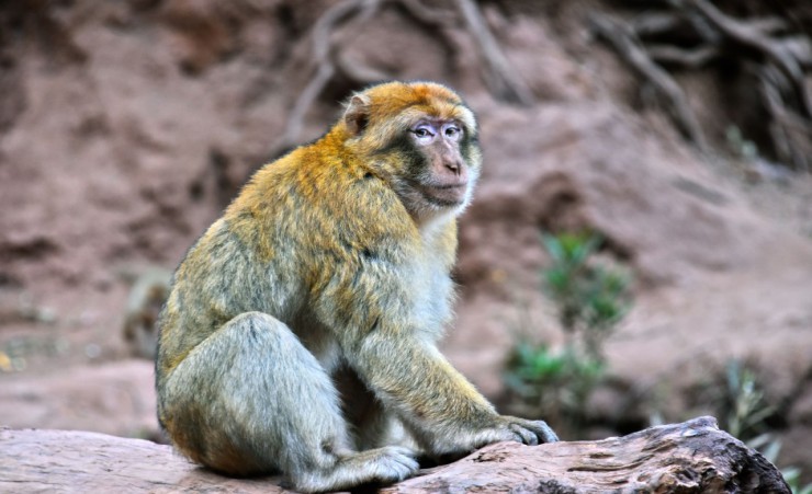 "Barbary Macaque   Ouzoud Falls"