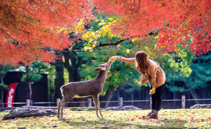 "Deer At Nara Park"