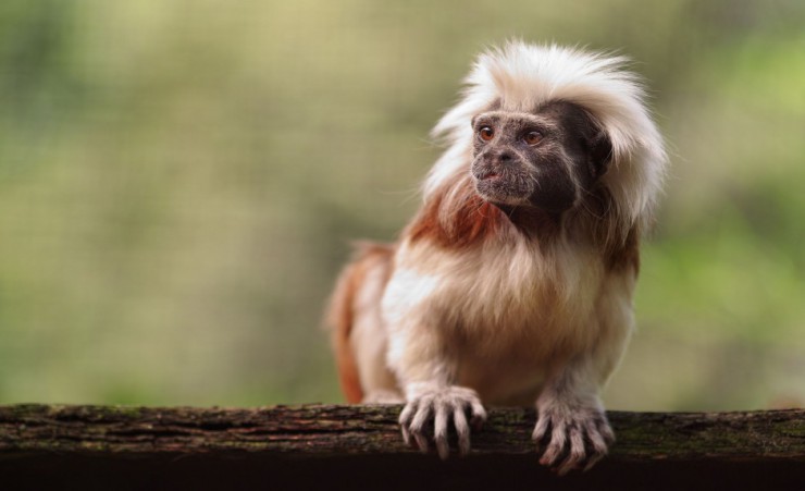 "Capuchin Monkey   Cahuita National Park"
