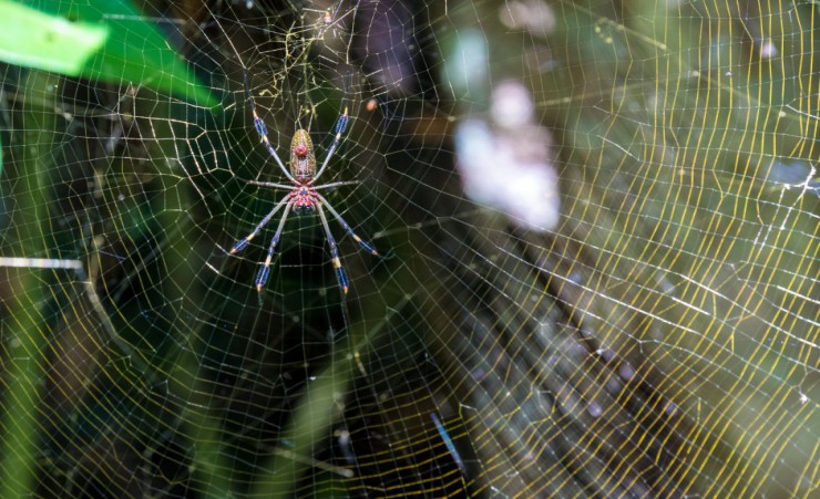 "Golden Orb Spider   Cahuita National Park"