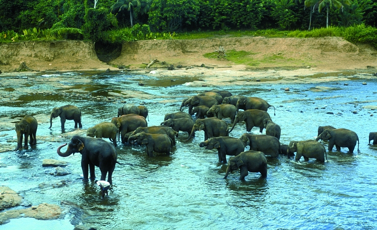 "Pinnawela Elephants Bathing"