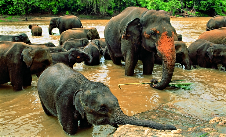 "Pinnawela Elephants"