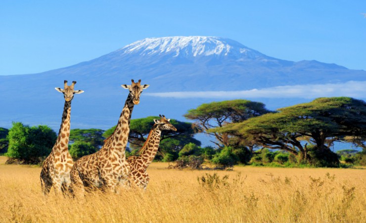 "Amboseli Giraffes"