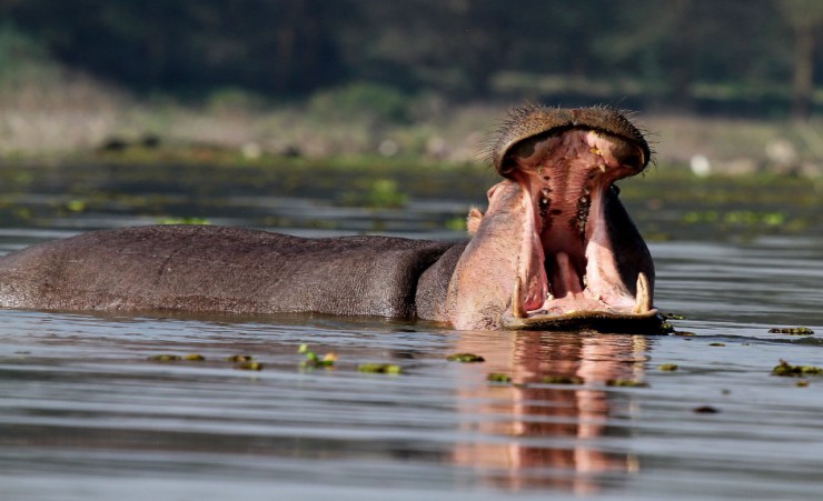 "Hippopotamus   Masai Mara"