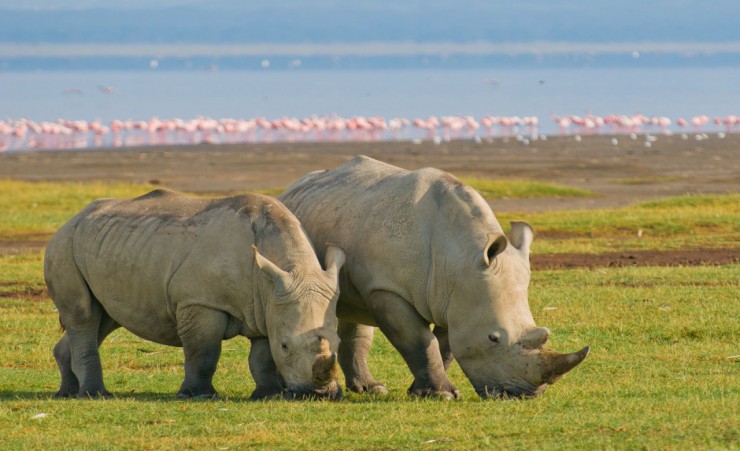 "Lake Nakuru Rhino