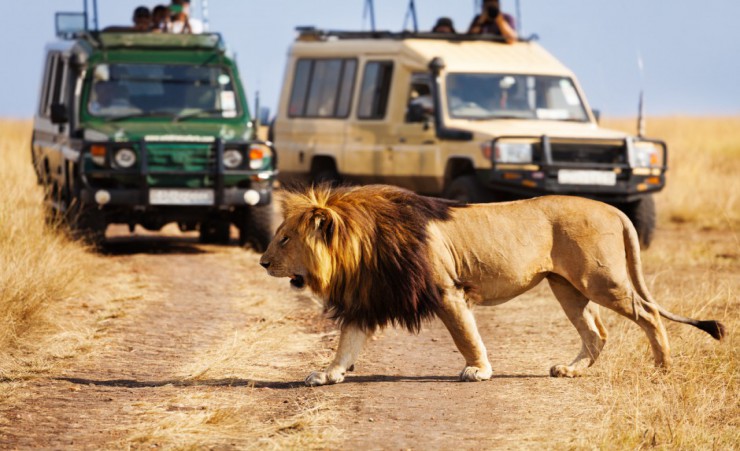 "Lion At Masai Mara National Park"