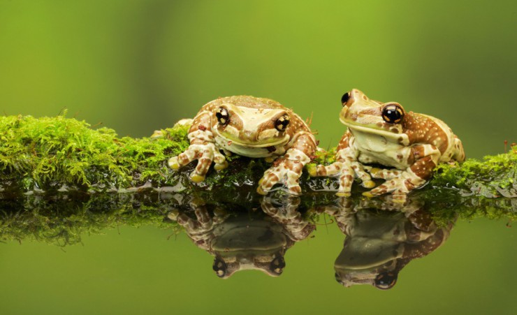 "Mossy Frogs 43865117"