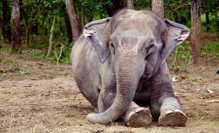 "Elephant Breeding Centre   Chitwan"