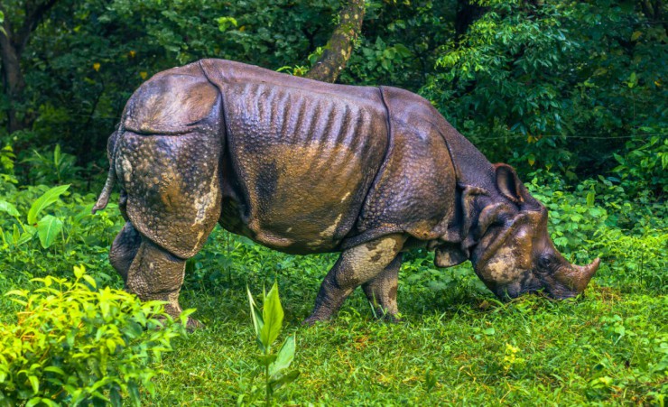 "Indian Rhinoceros   Chitwan National Park"