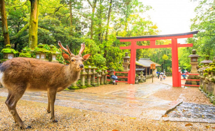 "Wild Deer And Torii Gate, Nara Park"