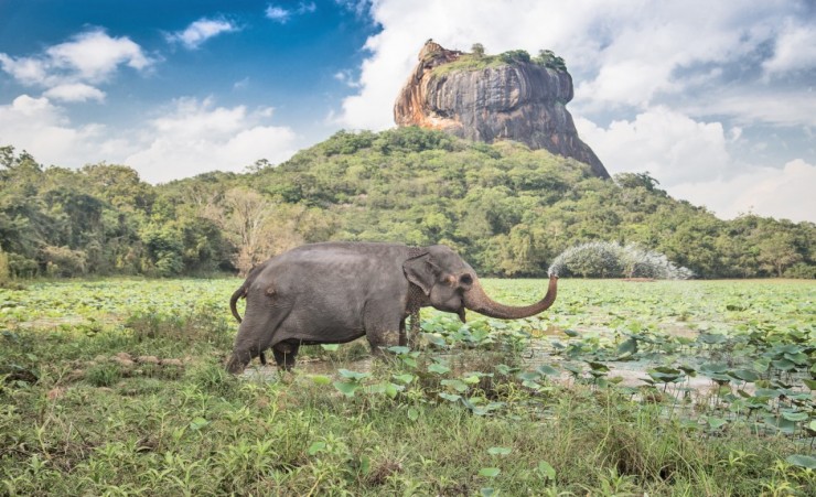 "Elephant By Sigirya Rock"