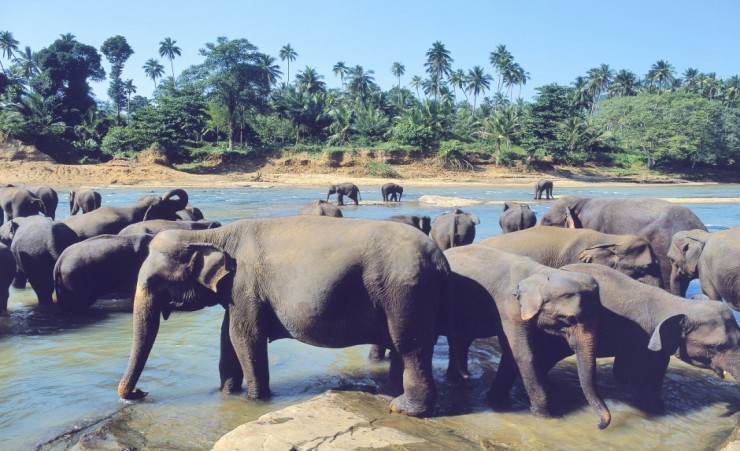 "The Elephants At Pinnawala"