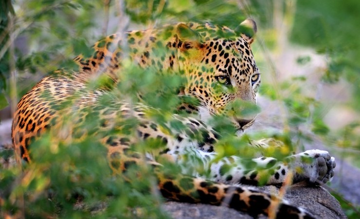 "Leopard Yala National Park"