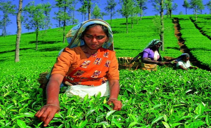 "Tea Picker Nuwara Eliya"