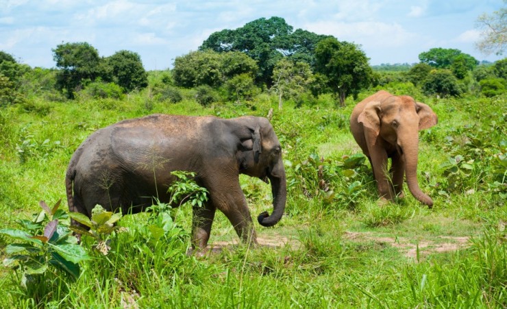 "Udawalawe Elephants"