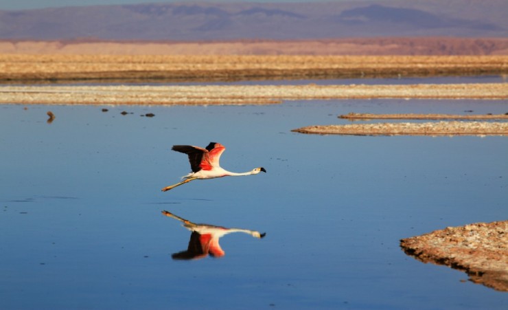 "Pink Flamingo Over Salar De Atacama"