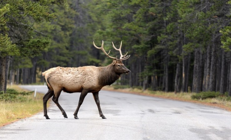 "Elk In Banff National Park"