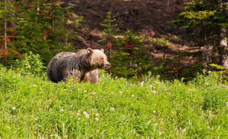 "Grizzly Bear In Banff National Park"