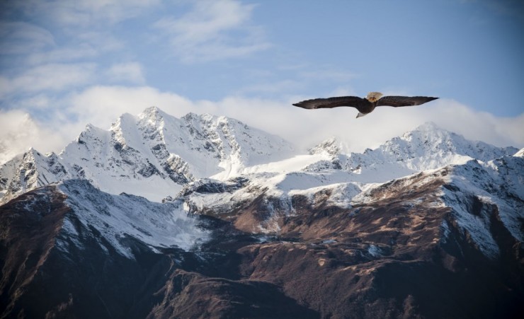 "Bald Eagle Against The Alaskan Mountain Peaks"