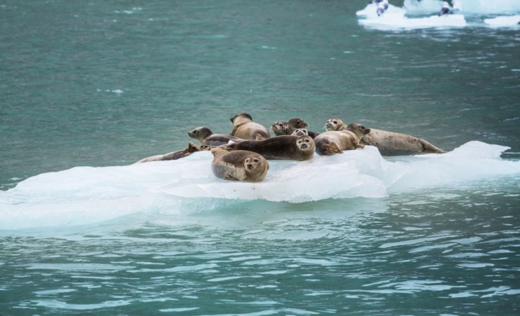 "Harbor Seals In Alaska"