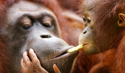 Borneo's Jungles and Orangutans